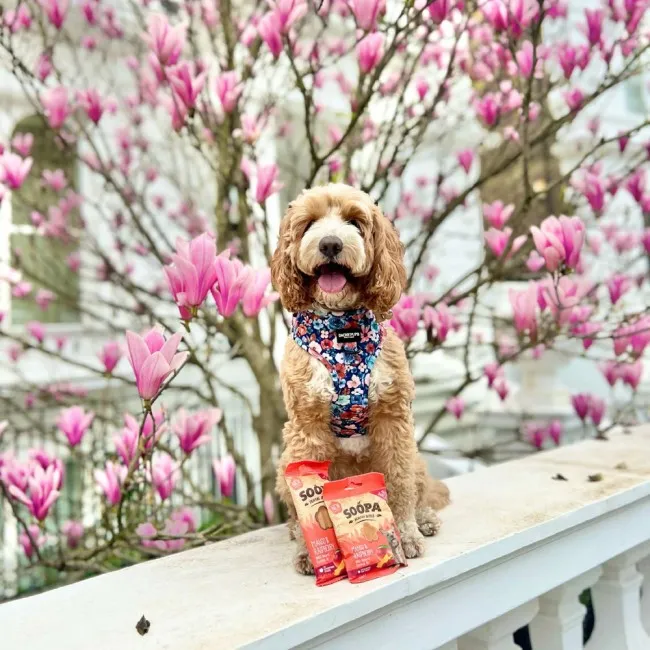 Soopa Dentals MANGO I MALINA